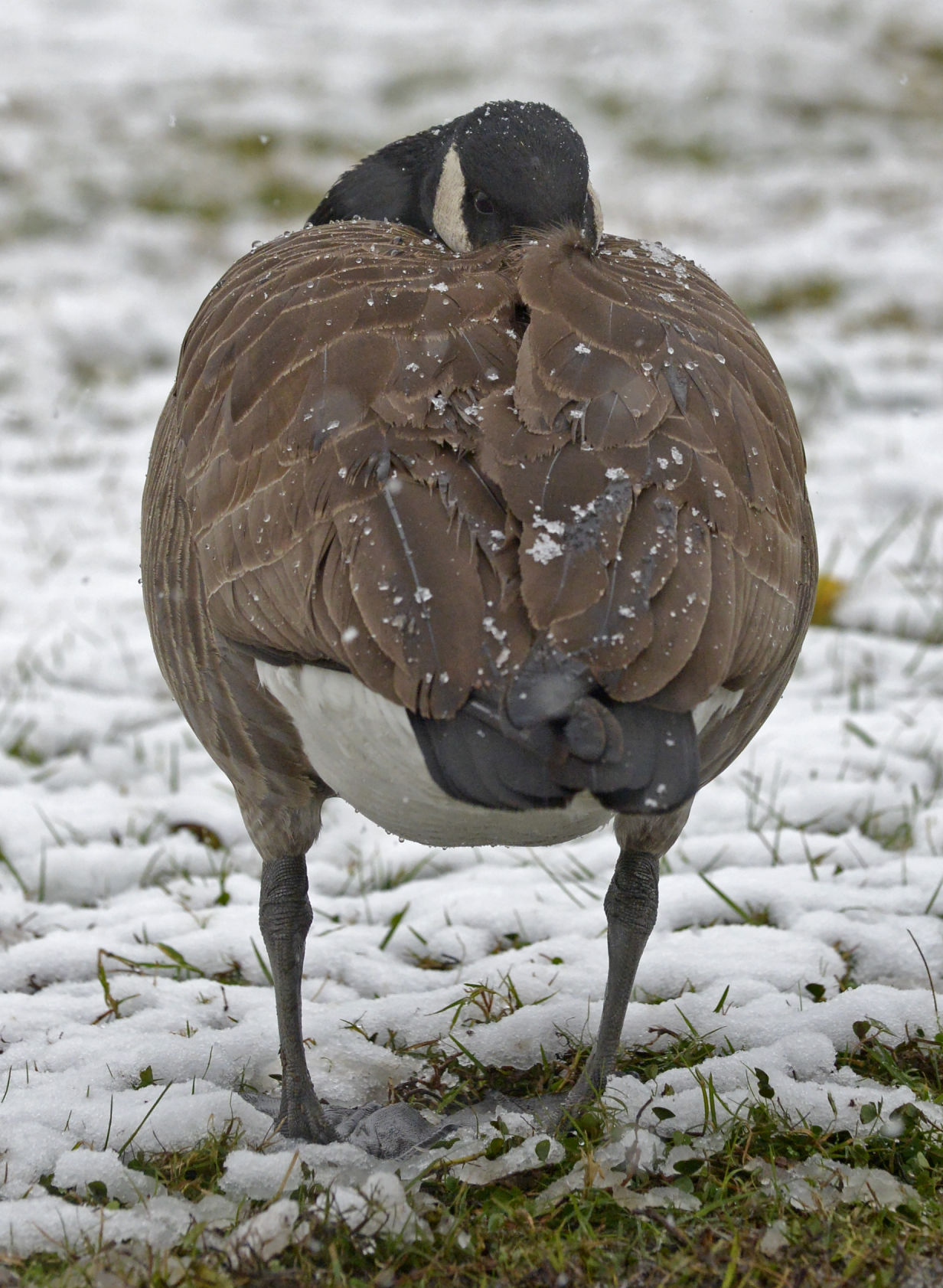 BR.snow.120917 HS 1572.JPG
